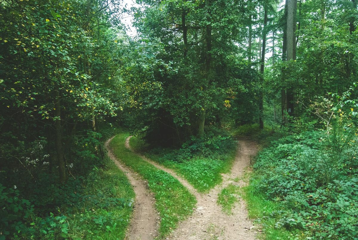 To stier deler seg i skogen