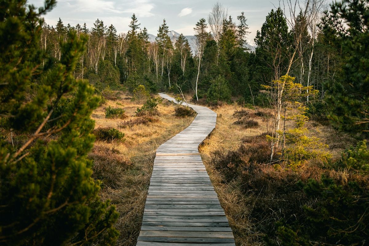 Trebro leder videre gjennom naturlandskap